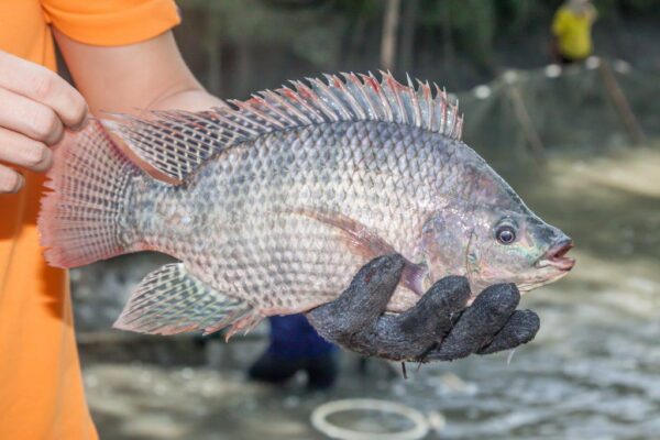 Frozen tilapia Best Market Price fresh frozen fish for sale - Image 3