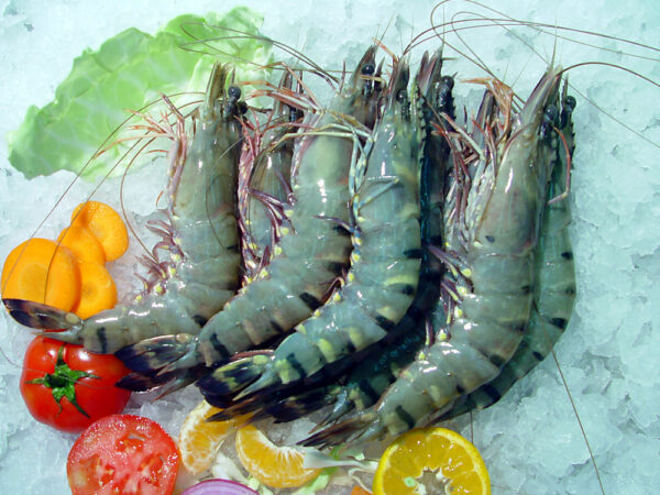 Good Quality Shrimp Low Price Fresh Fish Supplier Block Bulk - Image 5