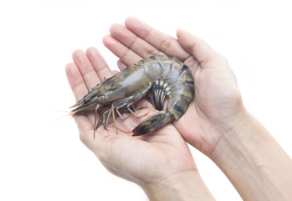 Good Quality Shrimp Low Price Fresh Fish Supplier Block Bulk - Image 8