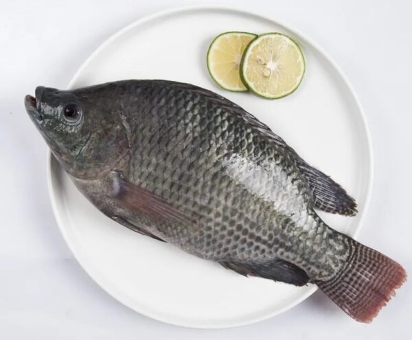 Black Tilapia Wholesale 100% Fresh Quality Best Delicious Food - Image 5