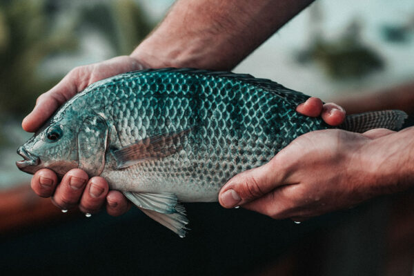 Good Quality Tilapia Low Price Fresh Fish Supplier Block Bulk - Image 3