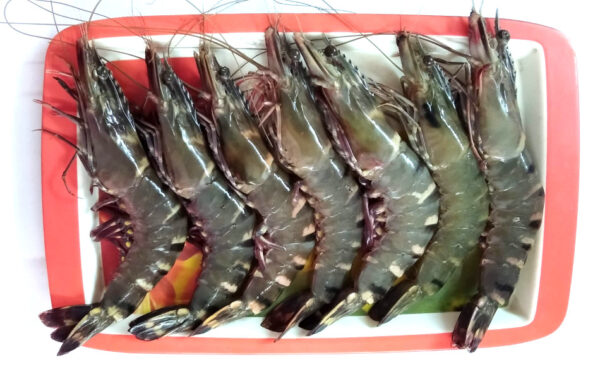 Frozen Shrimp Premium quality For wholesale at Best Market Price - Image 6