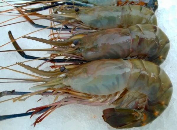 Frozen Shrimp Premium quality For wholesale at Best Market Price - Image 12