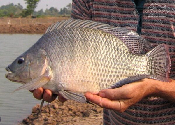 Block Frozen Tilapia in Reasonable price Well Trimmed Tilapia - Image 2