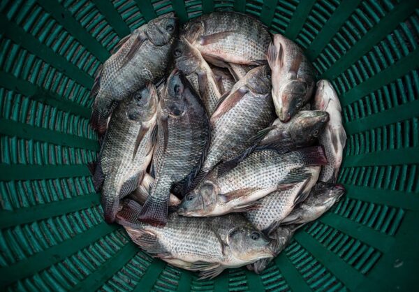 Block Frozen Tilapia in Reasonable price Well Trimmed Tilapia - Image 4