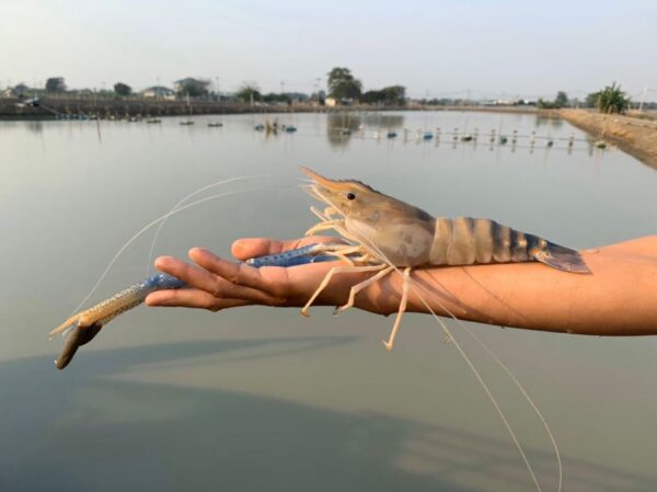 Black Tiger Shrimp in Reasonable price Well Trimmed Shrimp - Image 4