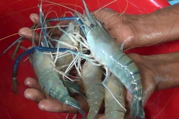 Black Tiger Shrimp in Reasonable price Well Trimmed Shrimp - Image 5