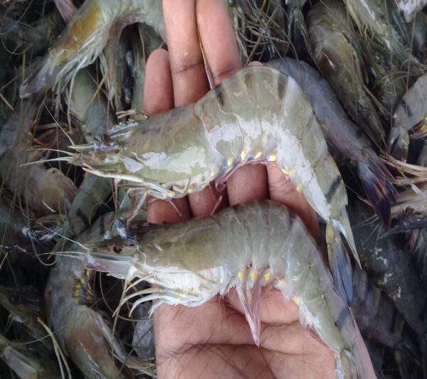 Black Shrimp Wholesale 100% Fresh Quality Best Delicious Food - Image 10