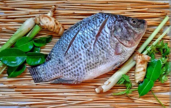 Top Quality Frozen Tilapia Supplier Bulk Style at Best Market Price - Image 9