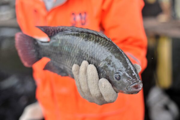 Black Tilapia Wholesale 100% Fresh Quality Best Delicious Food - Image 3