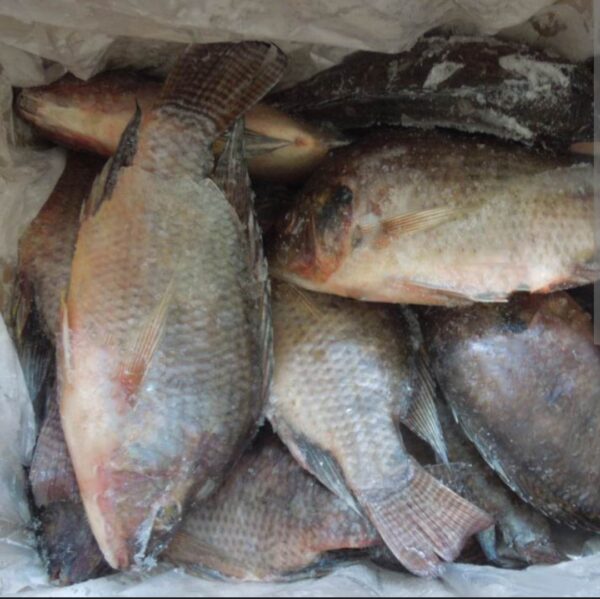 Black Tilapia Wholesale 100% Fresh Quality Best Delicious Food - Image 7