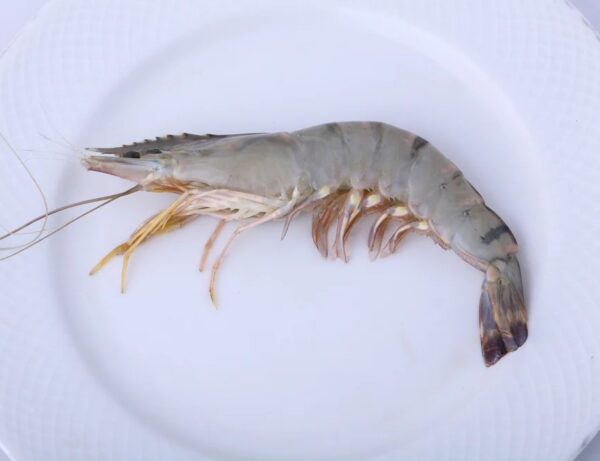 Good Quality Shrimp Low Price Fresh Fish Supplier Block Bulk - Image 4