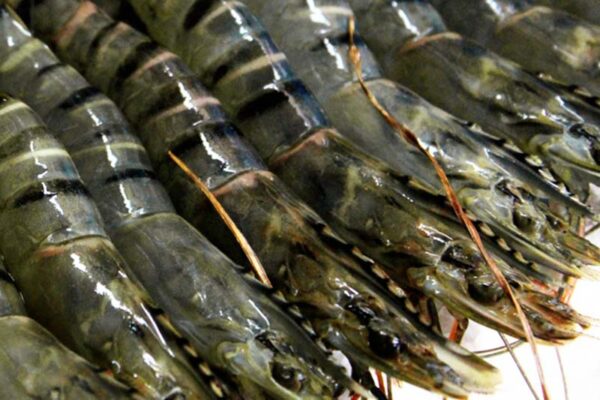 Good Quality Shrimp Low Price Fresh Fish Supplier Block Bulk - Image 7