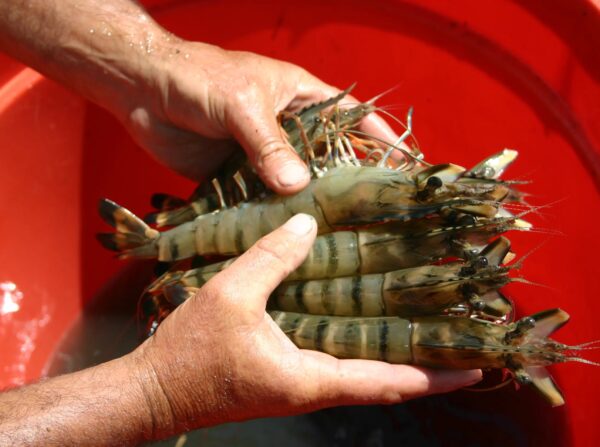 Fresh Frozen Shrimp fish Seafood Wholesale Suppliers Price - Image 4