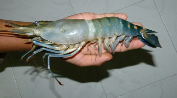 Fresh Frozen Shrimp fish Seafood Wholesale Suppliers Price - Image 11