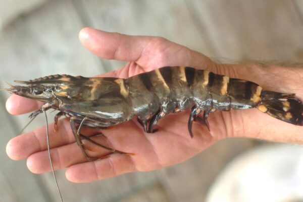 Fresh Frozen Shrimp fish Seafood Wholesale Suppliers Price - Image 13