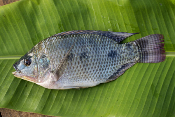 Good Quality Tilapia Low Price Fresh Fish Supplier Block Bulk - Image 8