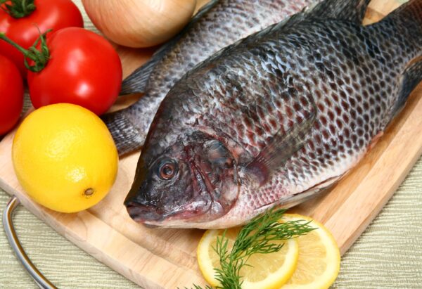 Good Quality Tilapia Low Price Fresh Fish Supplier Block Bulk - Image 7