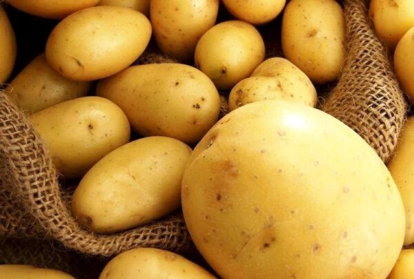 Fresh white Potato Wholesale at best price Organic Potato - Image 6