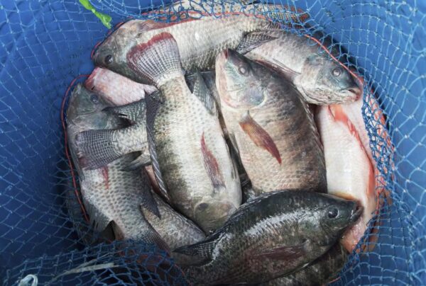 Good Quality Tilapia Low Price Fresh Fish Supplier Block Bulk - Image 4