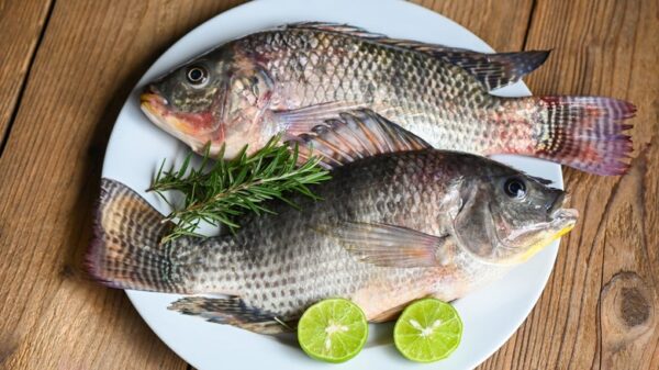 Good Quality Tilapia Low Price Fresh Fish Supplier Block Bulk - Image 5