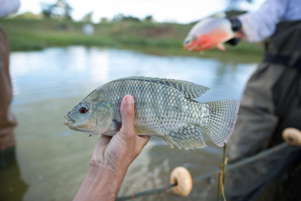 Good Quality Tilapia Low Price Fresh Fish Supplier Block Bulk - Image 6