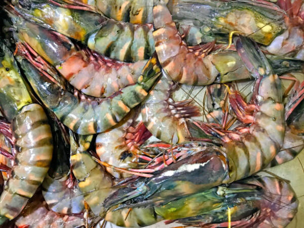 Frozen Shrimp Premium quality For wholesale at Best Market Price - Image 9