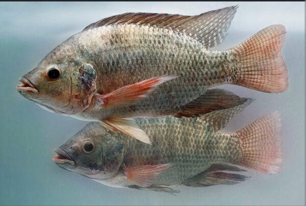 Wholesale Red Tilapia 100% Fresh Quality Best Delicious Food - Image 6