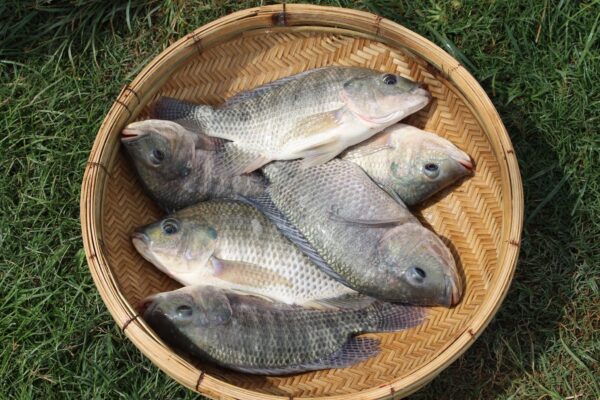 Good Quality Tilapia Low Price Fresh Fish Supplier Block Bulk - Image 10