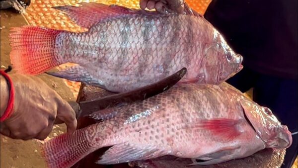 Wholesale Red Tilapia 100% Fresh Quality Best Delicious Food - Image 7