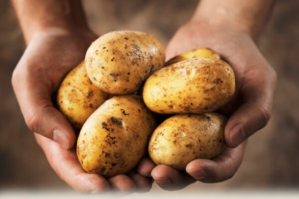 Fresh Potato New Crop Natural Origin Weight Holland Potato - Image 3