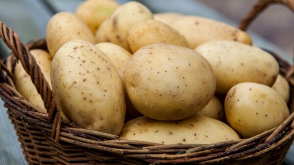 Fresh white Potato Wholesale at best price Organic Potato - Image 9