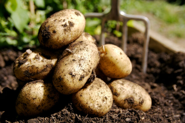 Premium quality Potato Top Grade High Nutrition Certified - Image 13