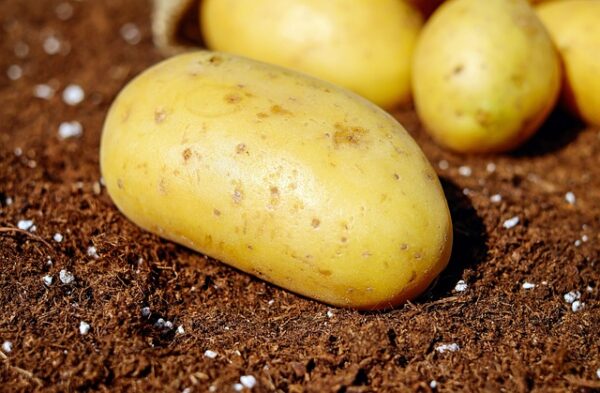 Fresh white Potato Wholesale at best price Organic Potato - Image 8