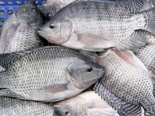 Block Frozen Tilapia in Reasonable price Well Trimmed Tilapia - Image 8