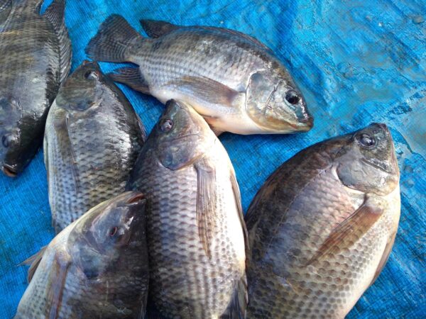 Frozen Red Tilapia in Reasonable price Well Trimmed Tilapia - Image 3