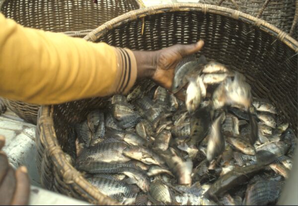 Block Frozen Tilapia in Reasonable price Well Trimmed Tilapia - Image 5