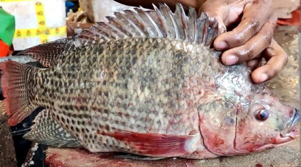 Frozen Tilapia Premium quality For wholesale at Best Market Price - Image 7