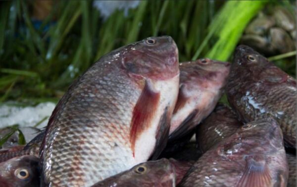 Block Frozen Tilapia in Reasonable price Well Trimmed Tilapia - Image 7